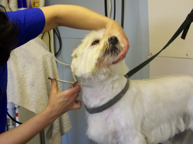 Clipping a dog