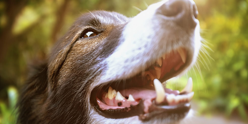 dental-disease-in-dogs-my-pet-warehouse