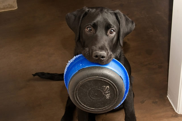 How Often Should I Feed My Dog?