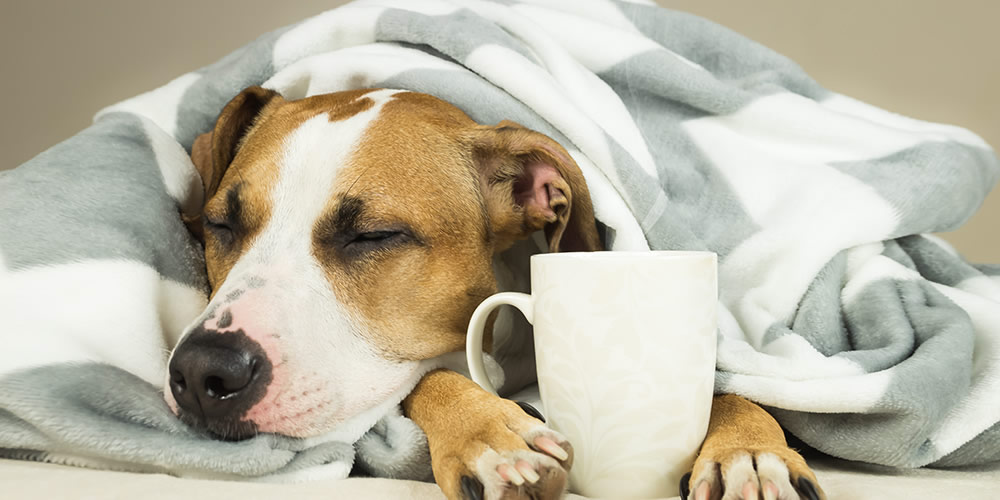 can dogs get flu type a from humans