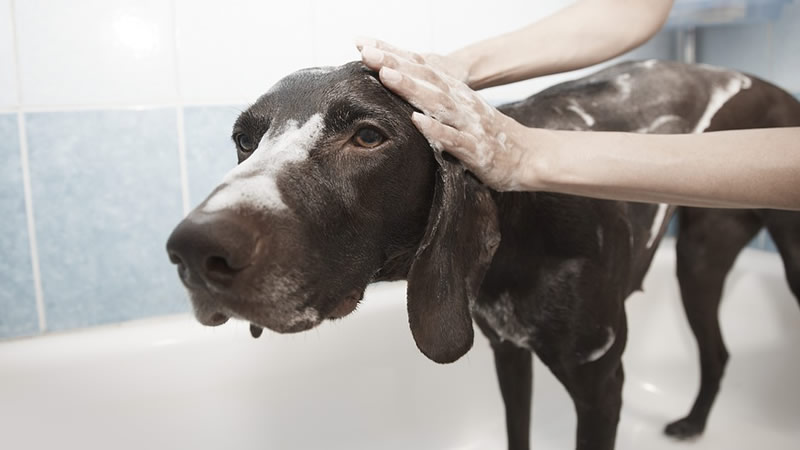 dog shampoo for allergy sufferers