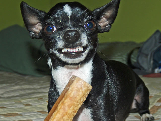 Dog becoming best sale food aggressive