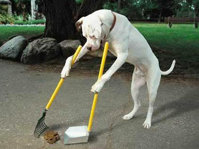 dog ate their own poop