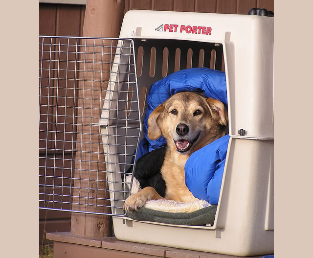 pet planet puppy pen