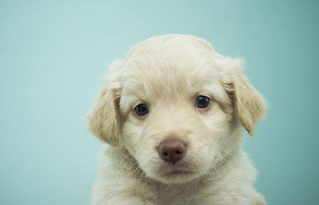 how to train your labrador puppy at home