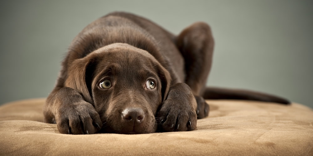 How anxiety aids can help your dog - My Pet Warehouse