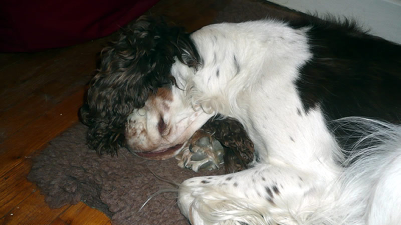 Pru - happily sleeping on her own bed