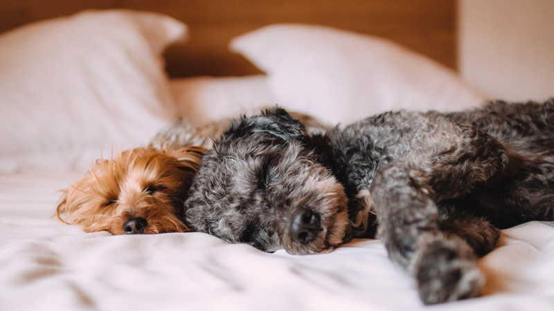 dogs asleep on bed