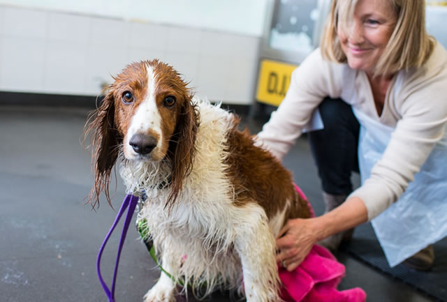 Can you use outlet baby wash on dogs