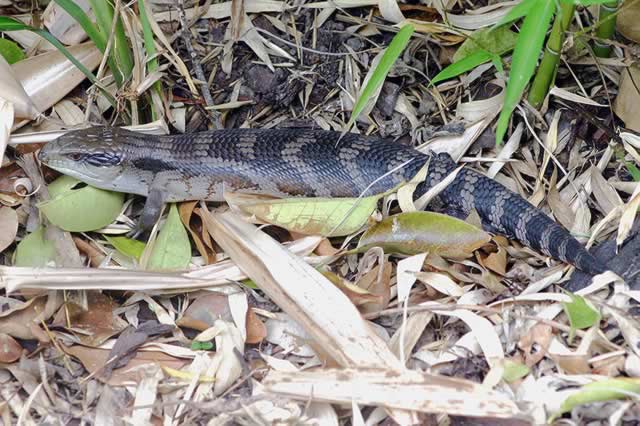 Outdoor blue tongue outlet lizard enclosure