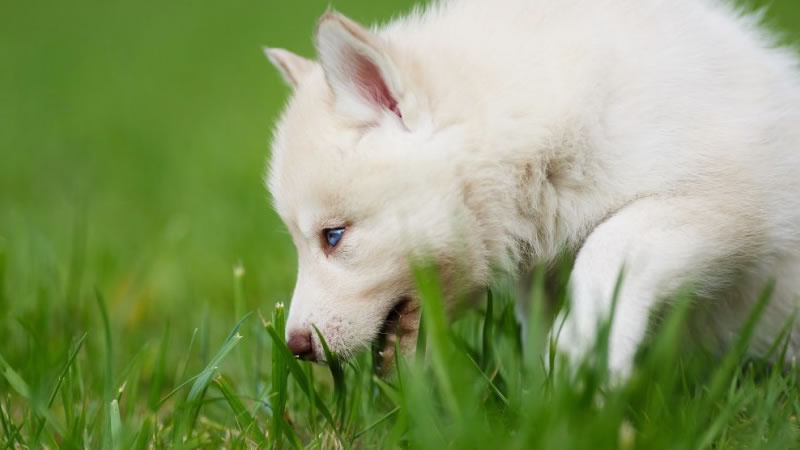 why does my lab eat grass