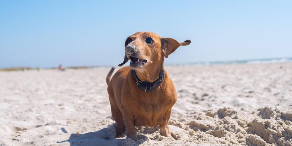 benefits of fish oil in dogs