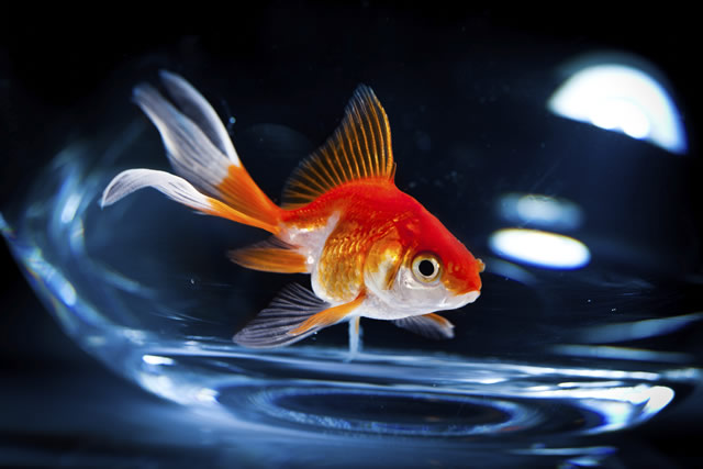 Why my goldfish do not eat