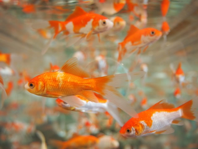 Dog ate clearance goldfish