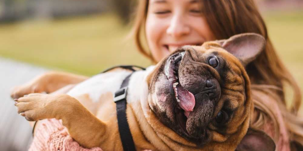 French Bulldog being held