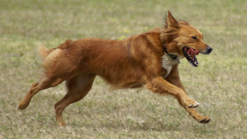 Healthy Dog