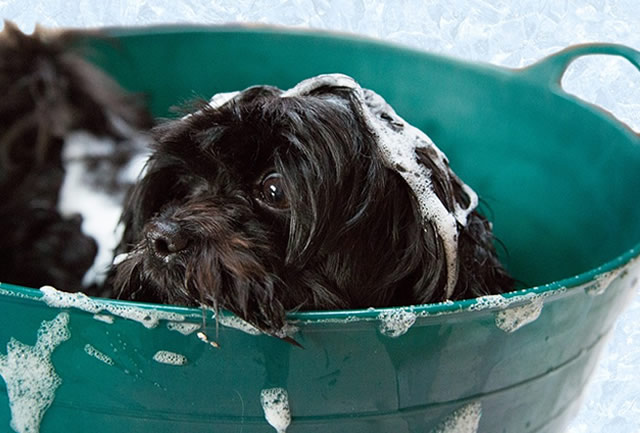 What happens if you wash shop a dog with human shampoo