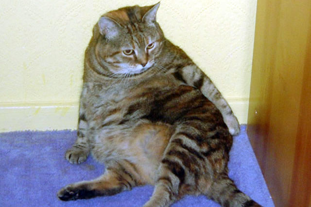 An extremely over-weight cat