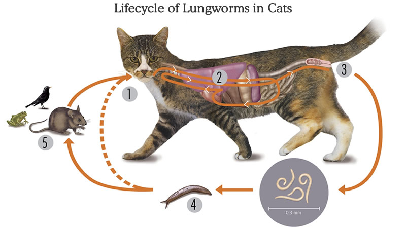 Lungworm lifecycle in cats