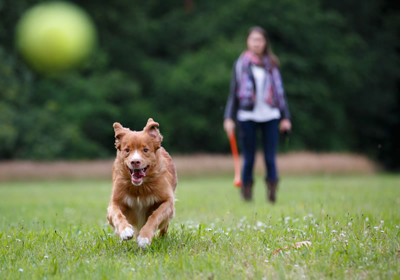 off leash dog areas near me