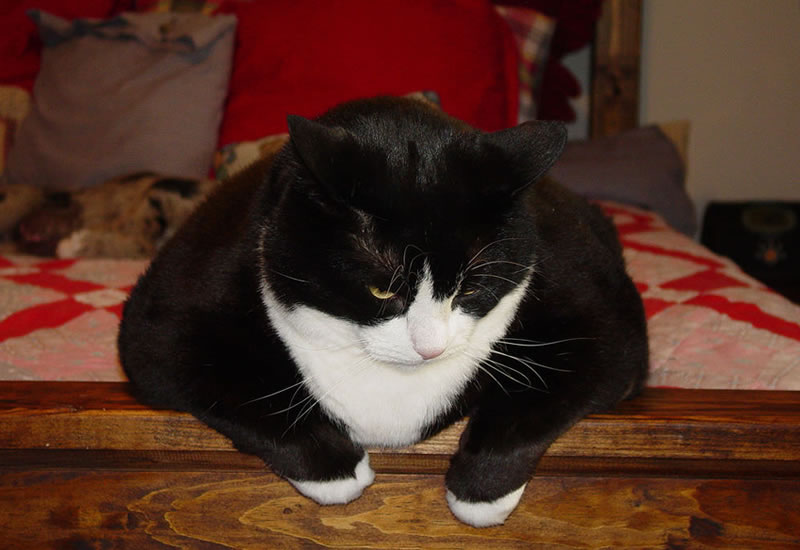 An over-weight cat