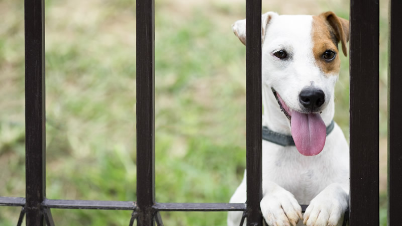 why do dogs dislike postmen