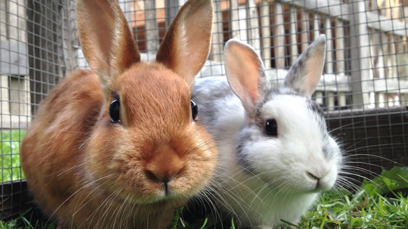 looking after a rabbit outdoors