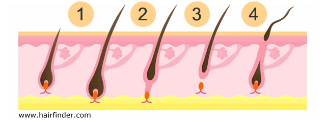 Shedding hair growth cycle