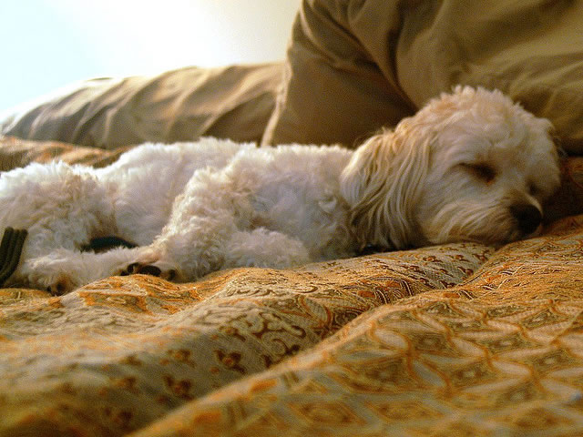 Average sleep outlet for dogs