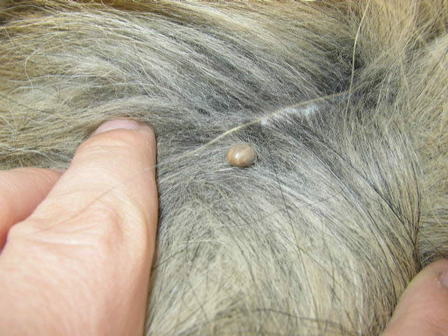 Tick on a dog