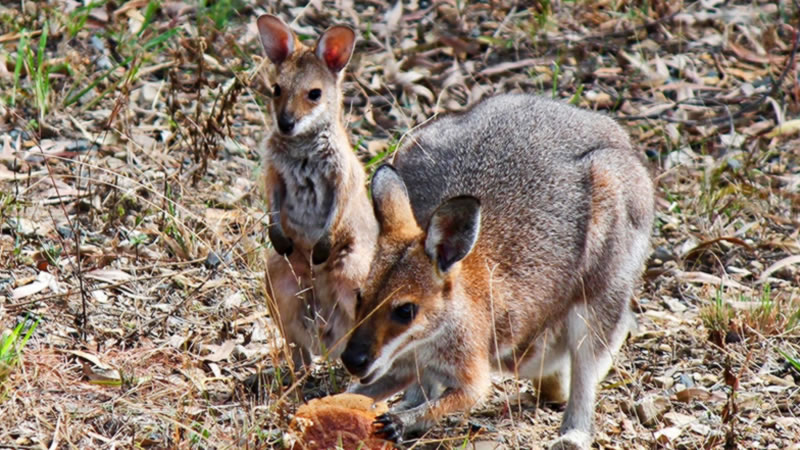 A young joey with its mother