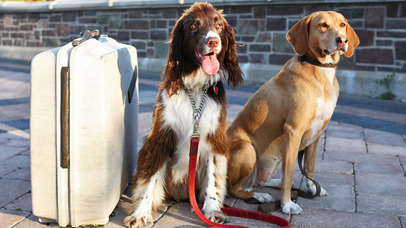 p&o travelling with dogs