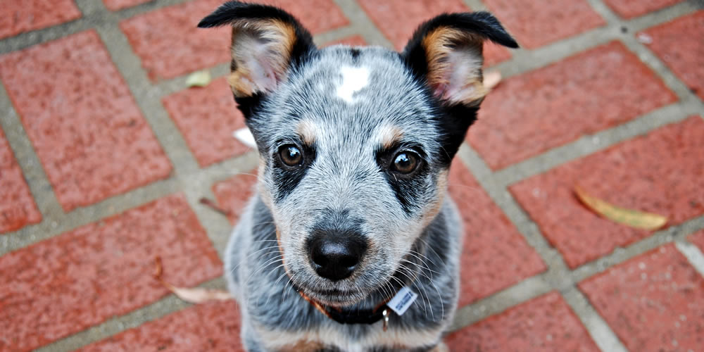 Blue Heeler Puppy