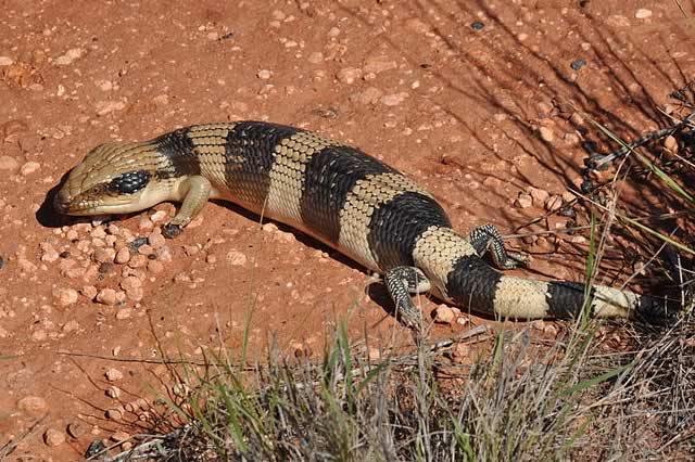 blue tongue skink starter kit