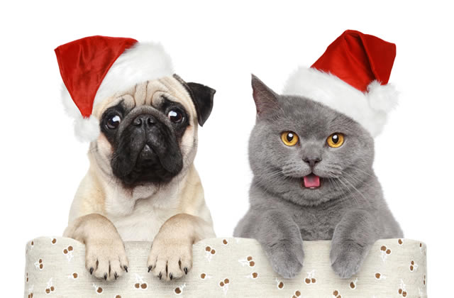 How To Have A Safe And Merry Christmas With Pets - My Pet Warehouse