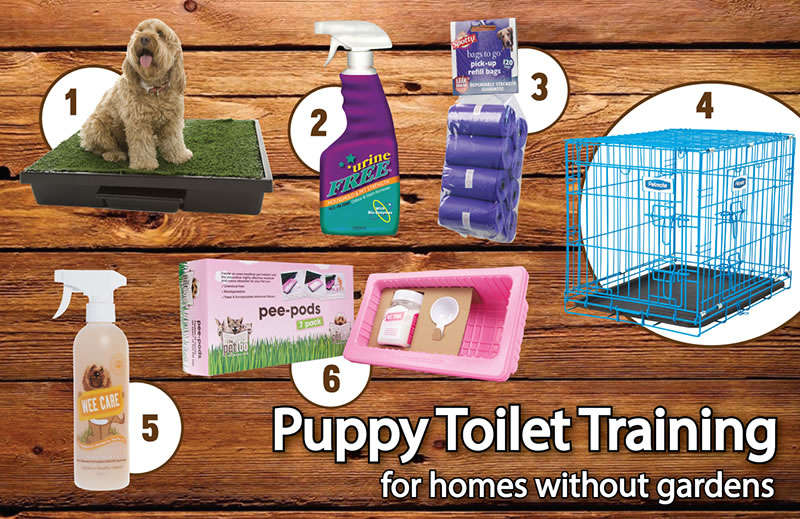 doggy potty training program