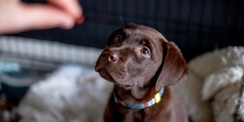 What does chocolate do best sale to dogs