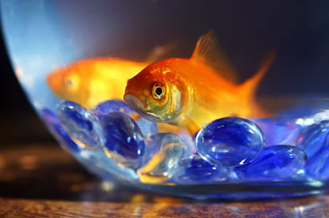 Fish Tank Accessories & Aquarium Accessories - Petstock NZ