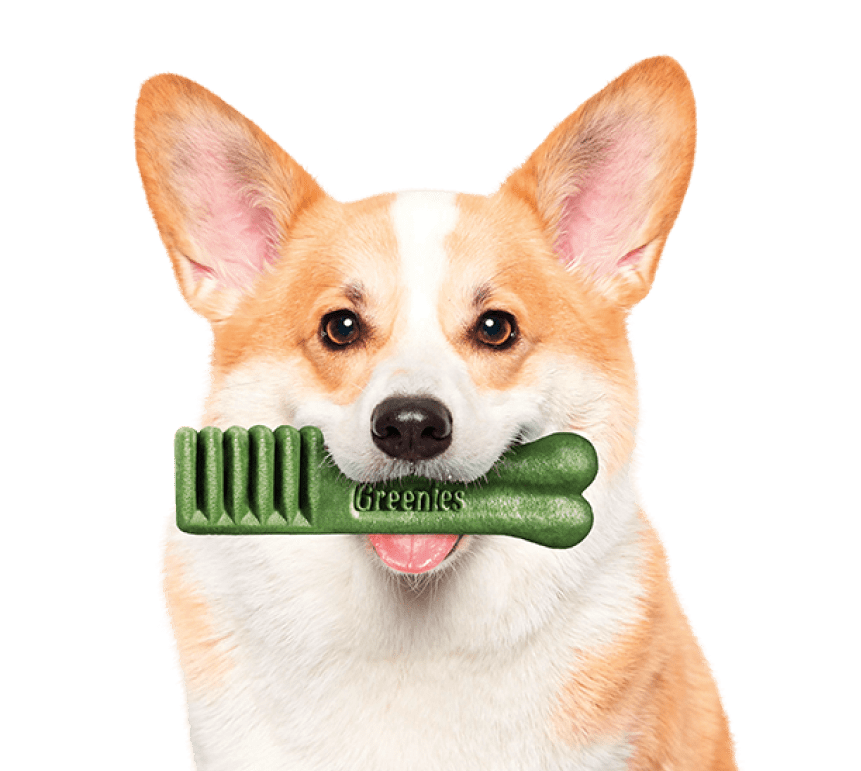 what are greenies for dogs