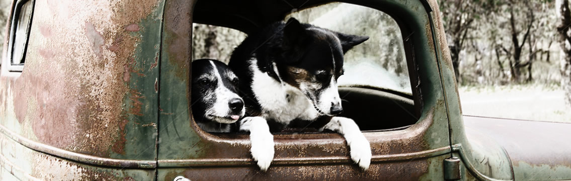 are dogs allowed in pets barn