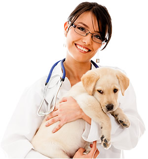 Cheap vet 2024 supplies online