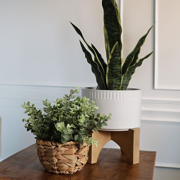 Botanicals & Planters