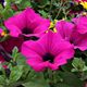 Creating The Perfect Blooming Hanging Basket at Beechdale Garden Centre 