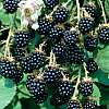 Blackberry