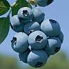 Blueberry