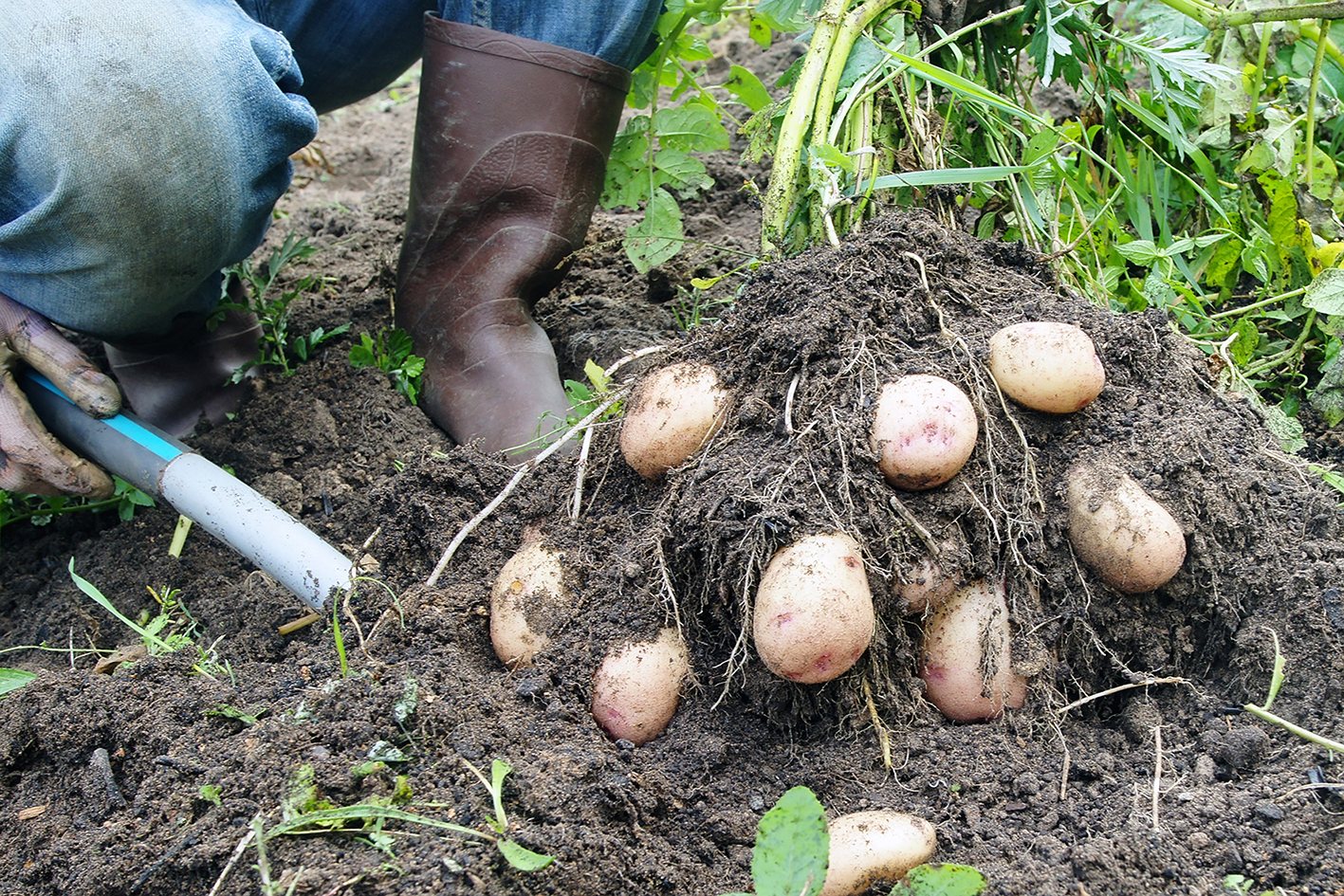Seed Potatoes at Beechdale Garden Centre