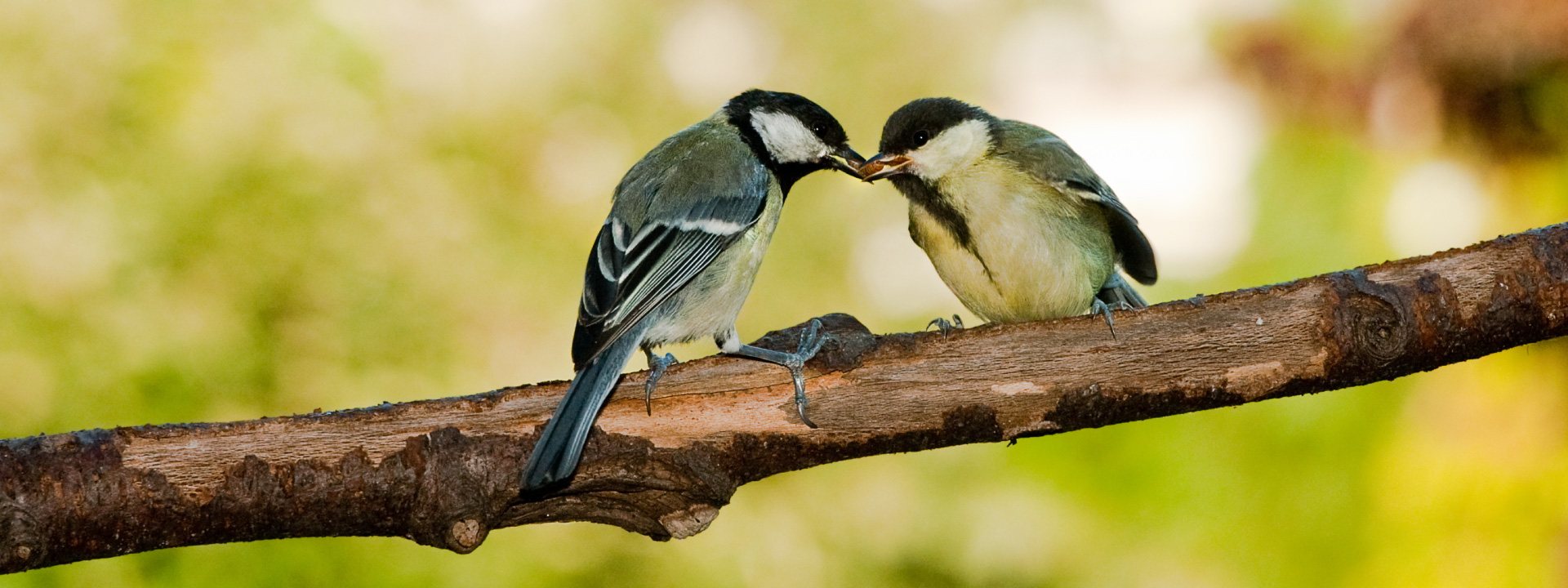 Time To Feed The Birds!