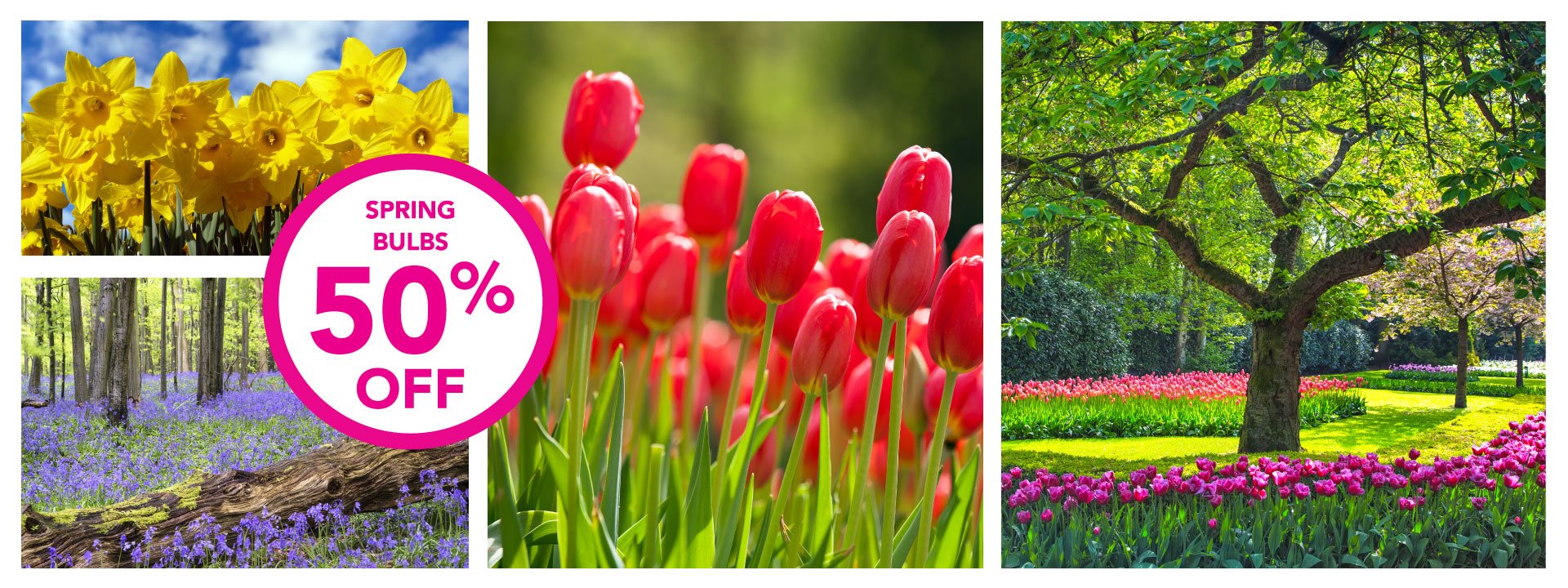 HALF PRICE SPRING BULBS