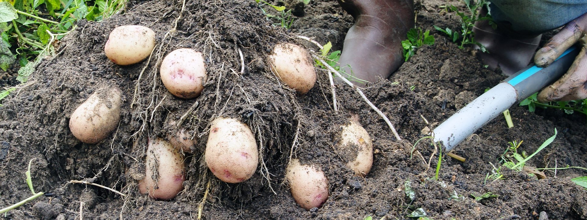 Seed Potatoes