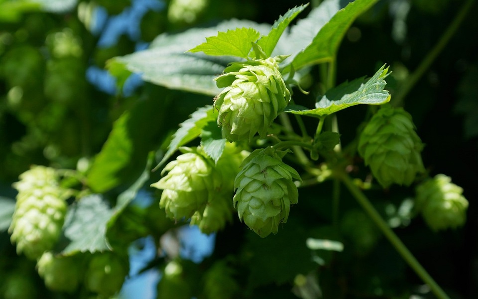 HOPS!